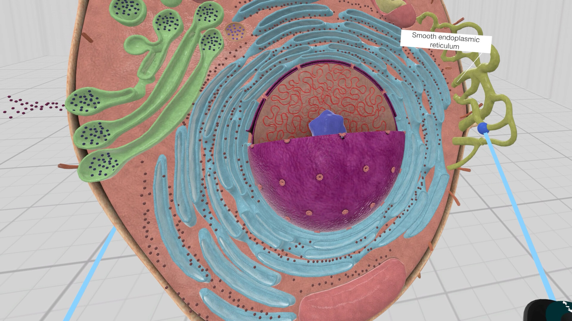 Everyday Anatomy VR #8