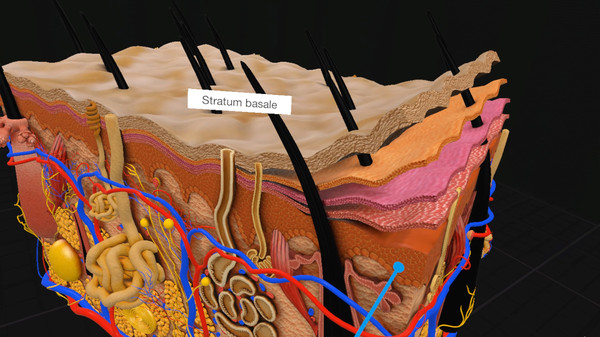 Everyday Anatomy VR game for windows Pc 1