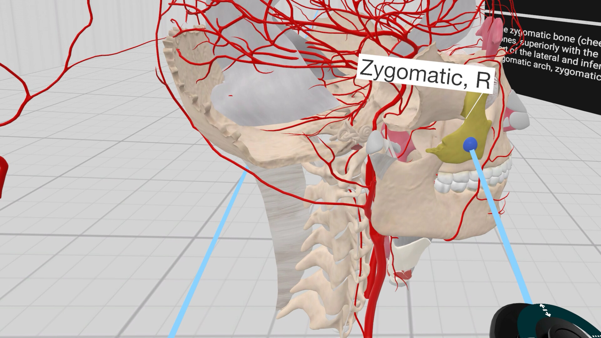 Everyday Anatomy VR #6