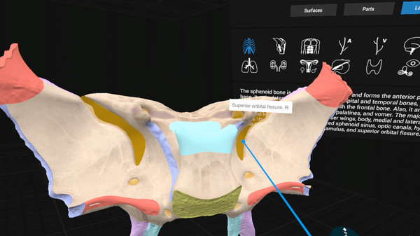 Everyday Anatomy VR game for Linux 1