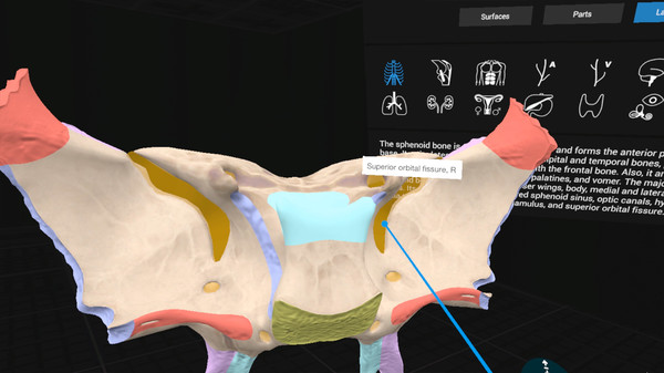 скриншот Everyday Anatomy VR 1