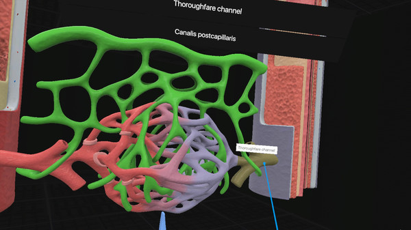 скриншот Everyday Anatomy VR 3