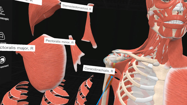 Скриншот из Everyday Anatomy VR