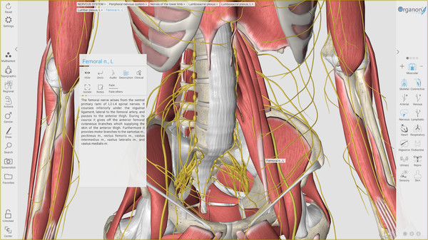 скриншот 3D Organon Anatomy 2