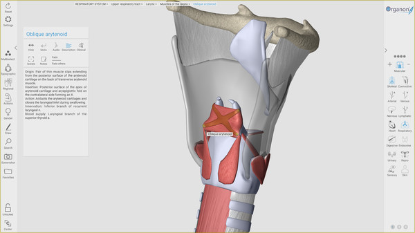 скриншот 3D Organon Anatomy 3