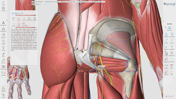 скриншот 3D Organon Anatomy 4