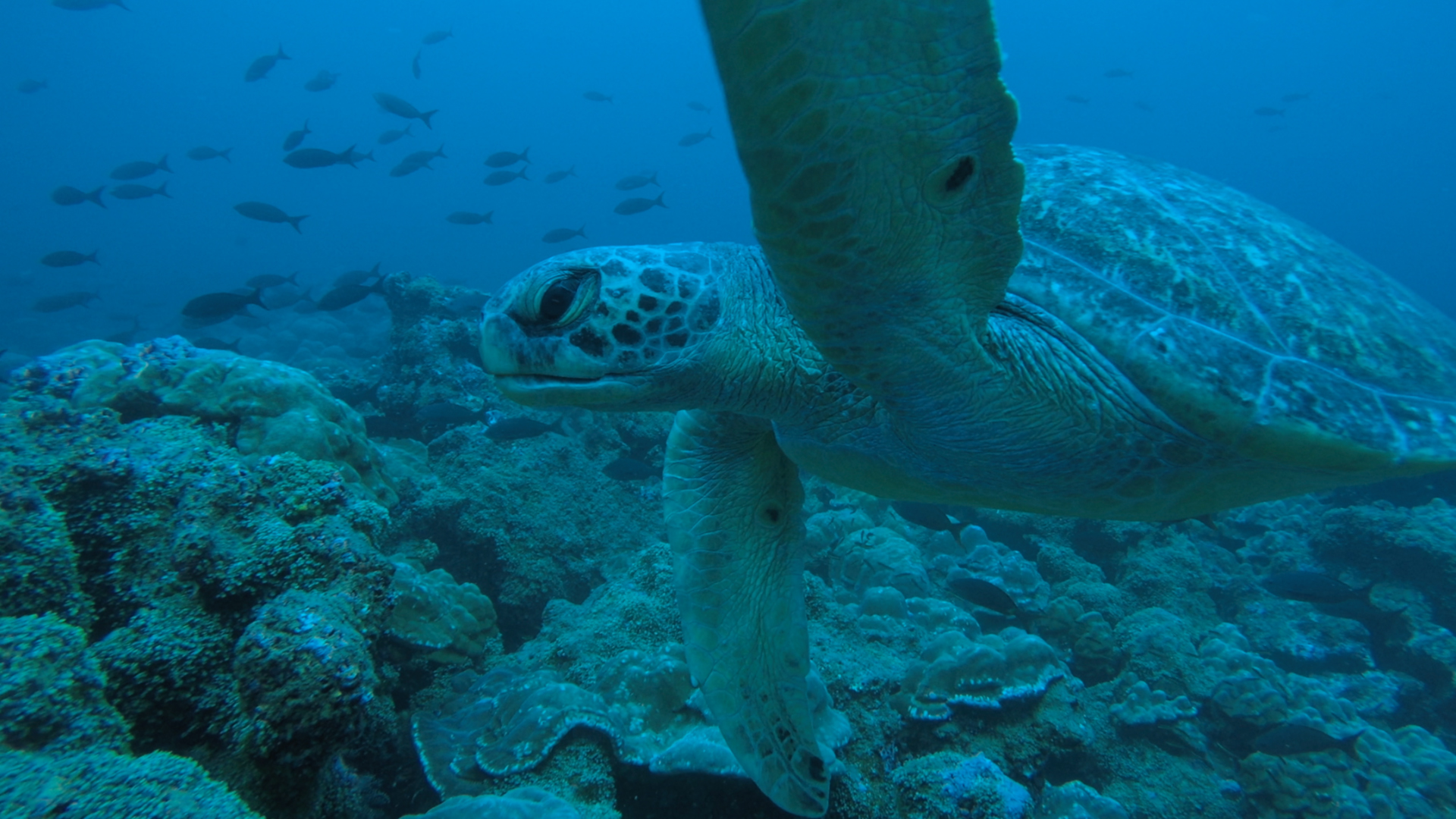 Galapagos Evolution #4