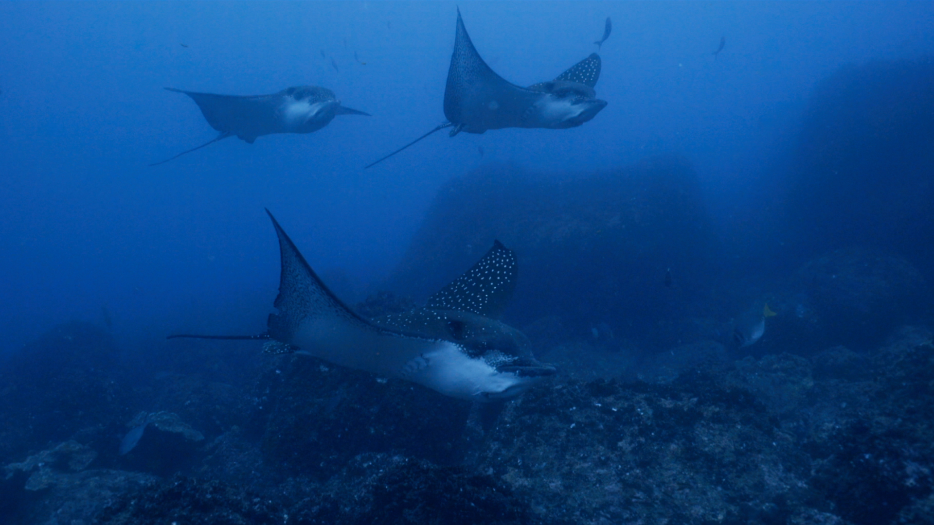 Galapagos Evolution #3