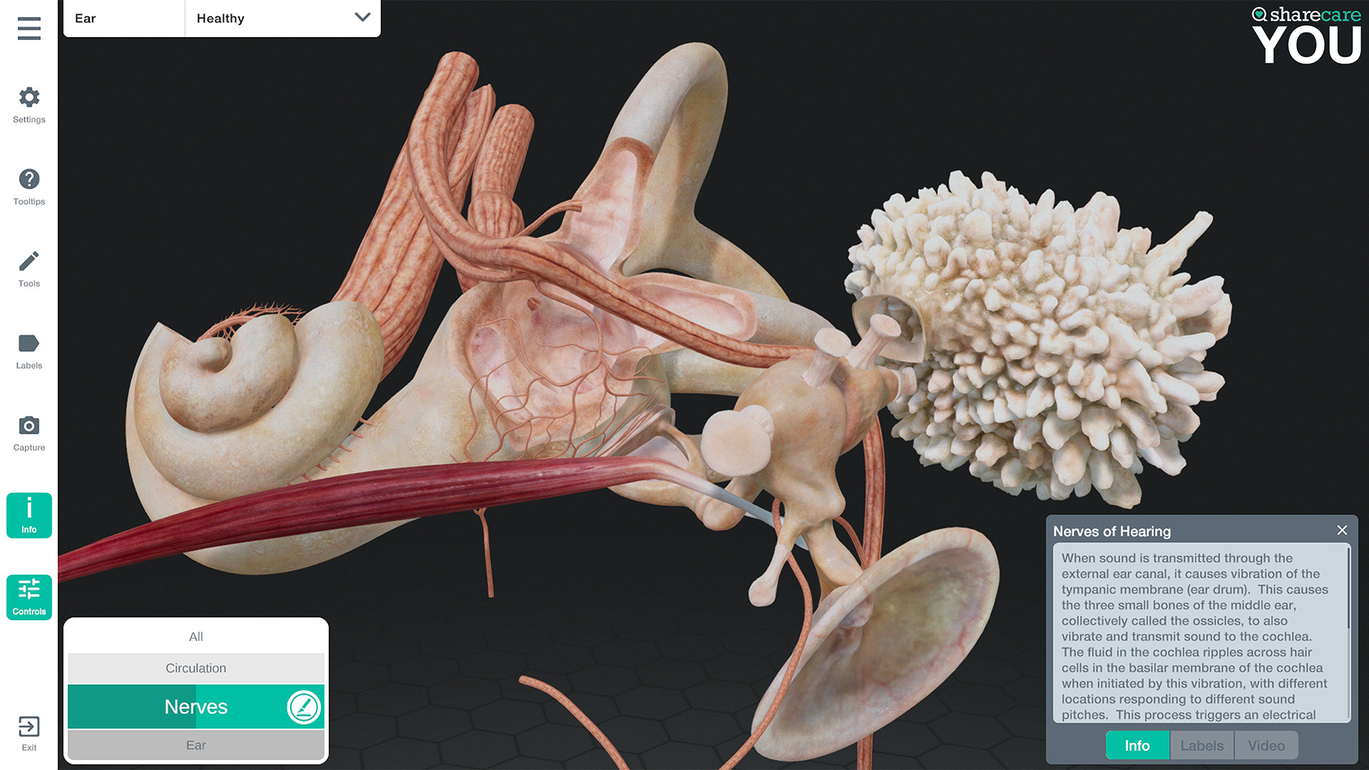 Oculus Quest 游戏《Sharecare YOU Anatomy VR》器官解刨学插图(3)