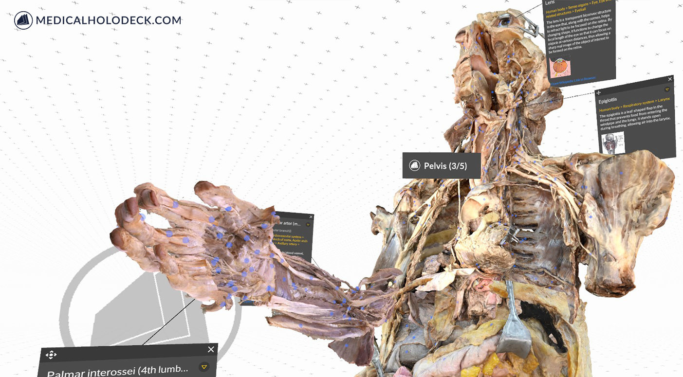 MEDICALHOLODECK. The DICOM Viewer and Human Anatomy Lab in Virtual Reality. For Surgery Preparation and Medical Education in Teams. screenshot 1