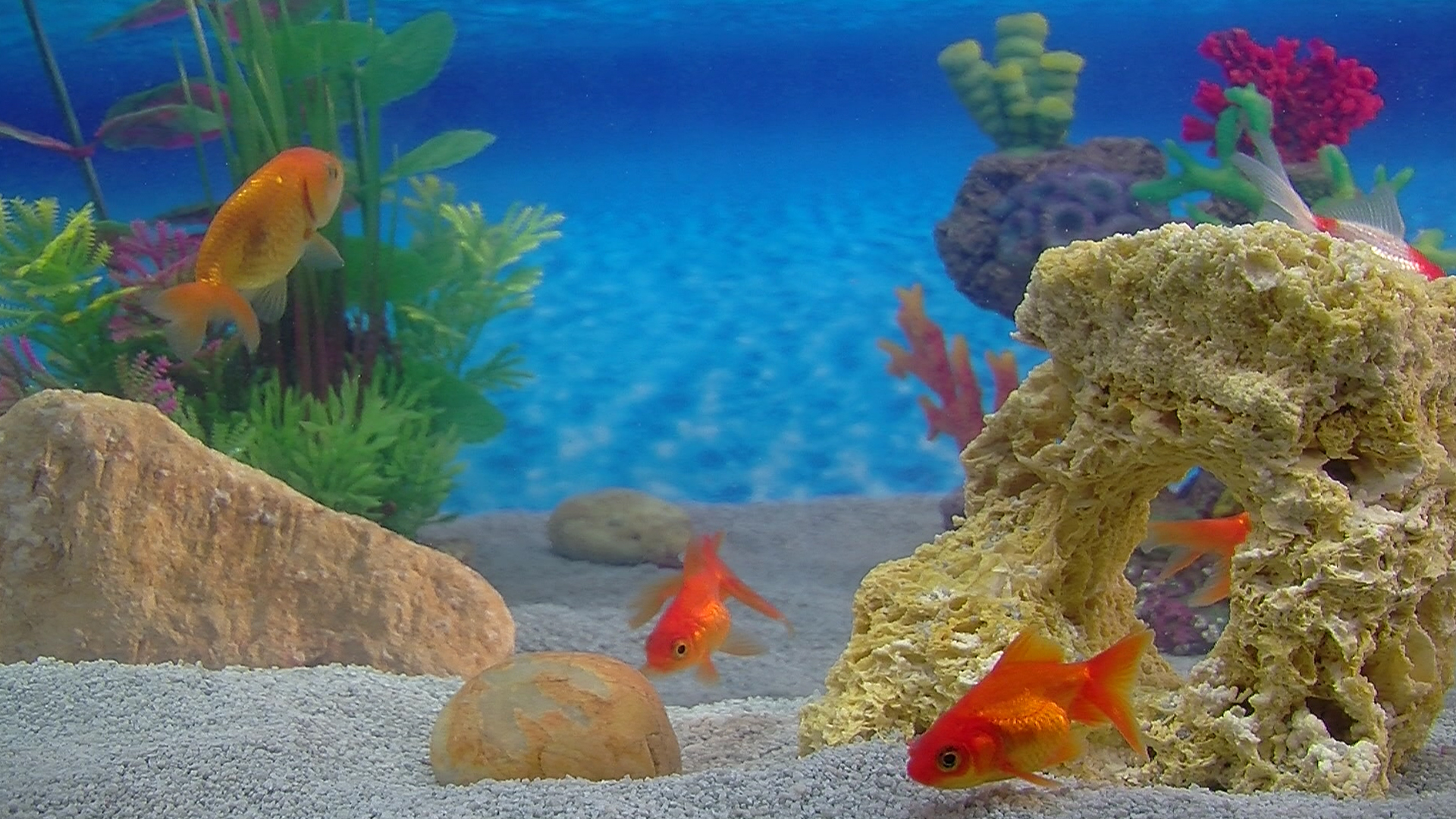 Aquarium For Your Home: Goldfish #2