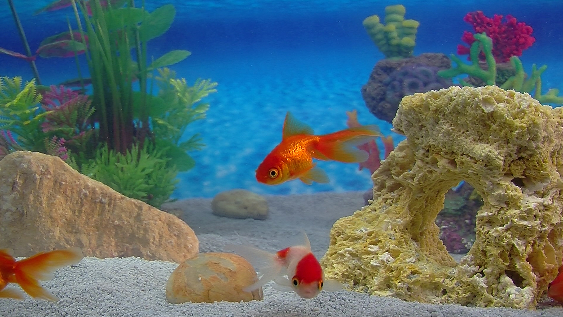 Aquarium For Your Home: Goldfish #5