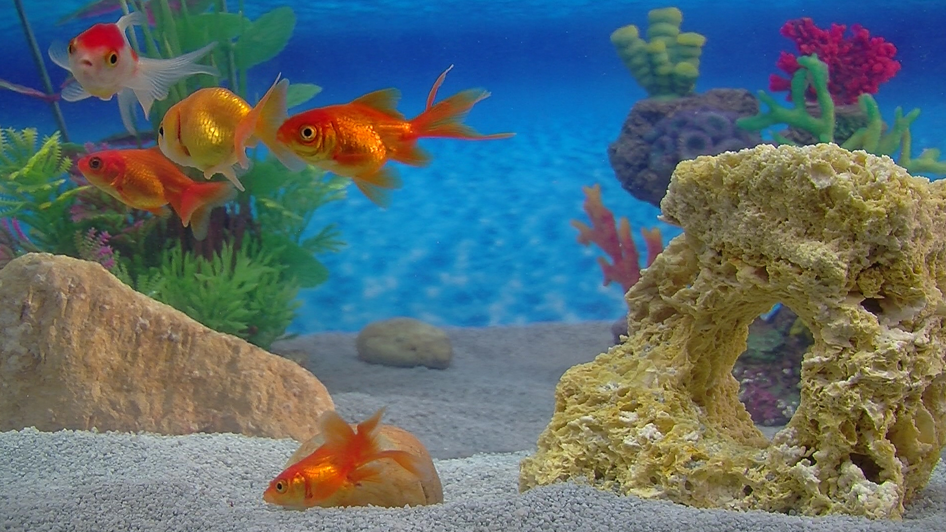Aquarium For Your Home: Goldfish #3