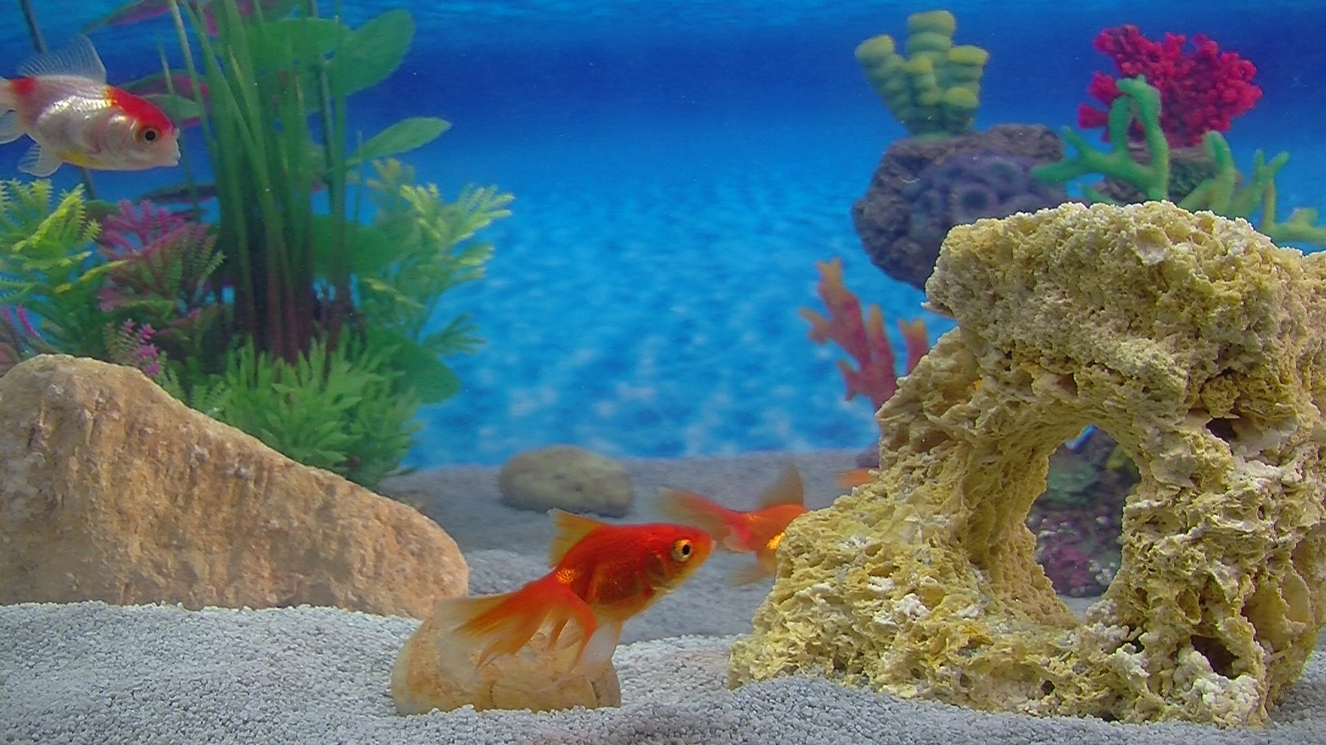 Aquarium For Your Home: Goldfish #0