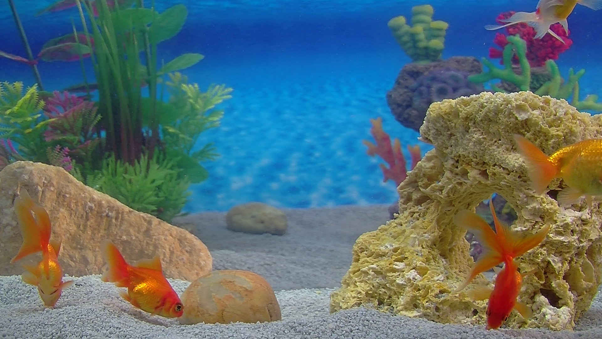 Aquarium For Your Home: Goldfish #4