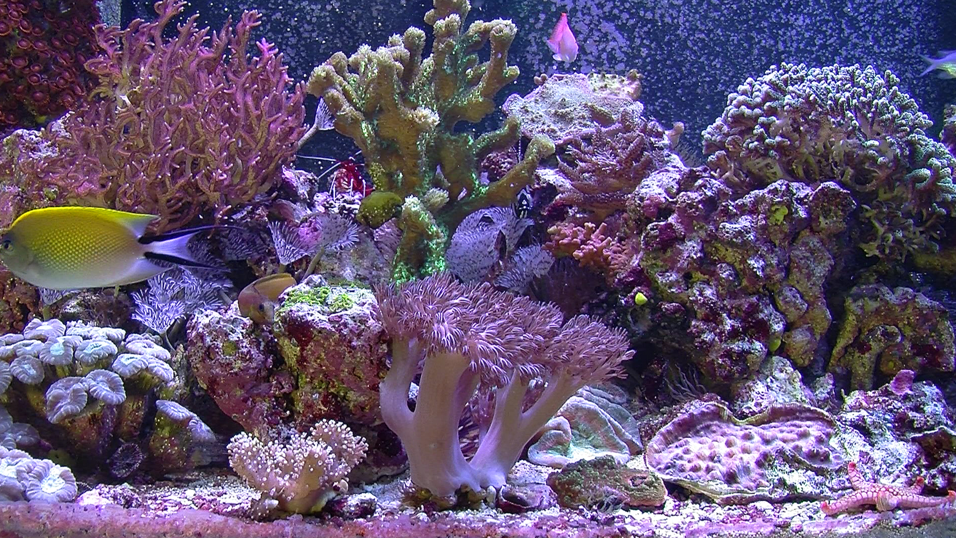 Aquarium For Your Home: Salt Water Reef #2