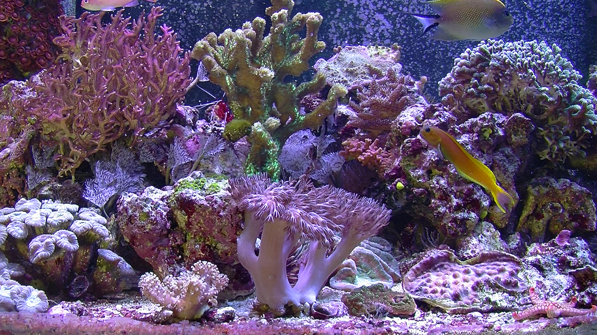 Aquarium For Your Home: Salt Water Reef #0