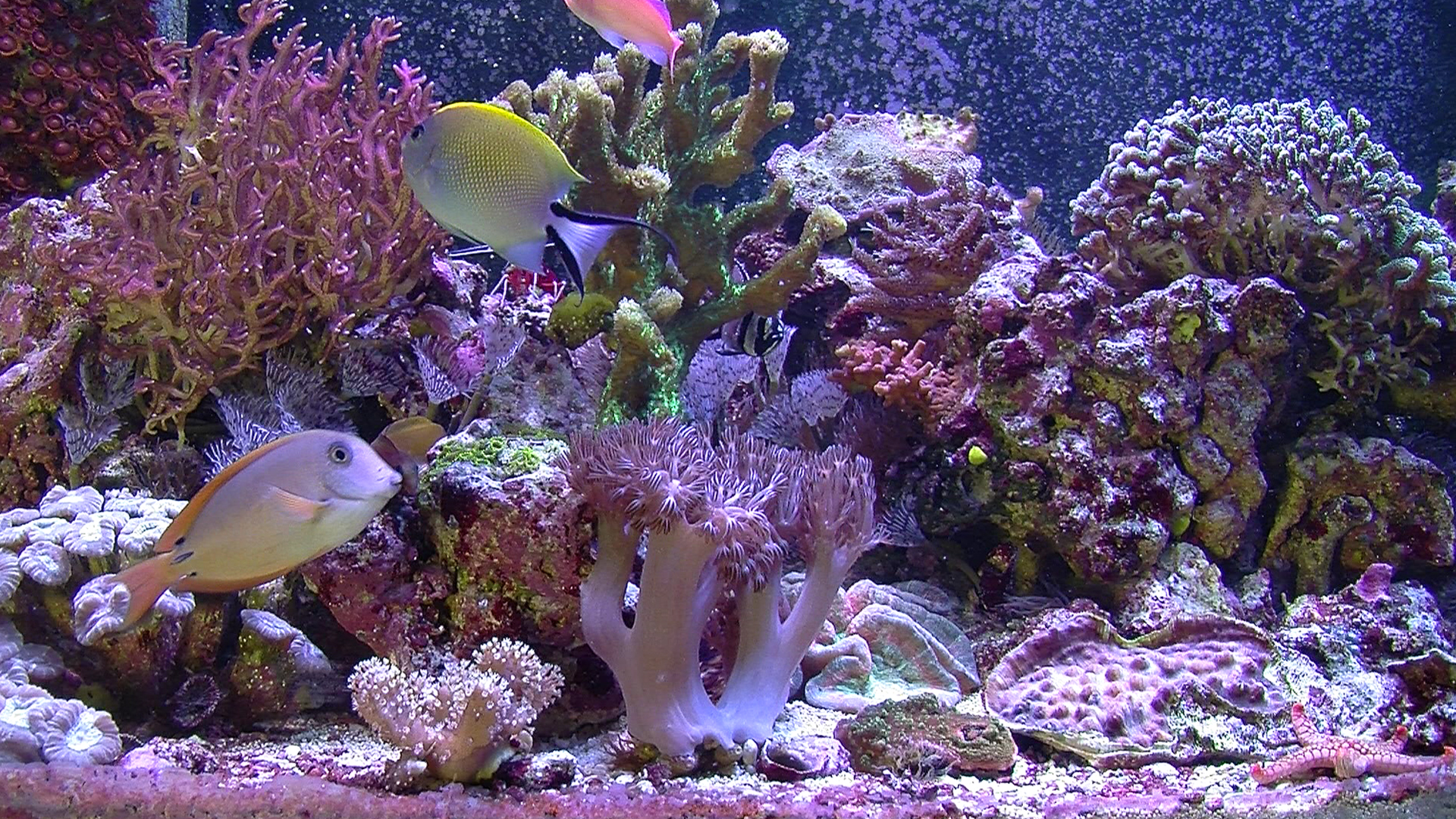 Aquarium For Your Home: Salt Water Reef #4