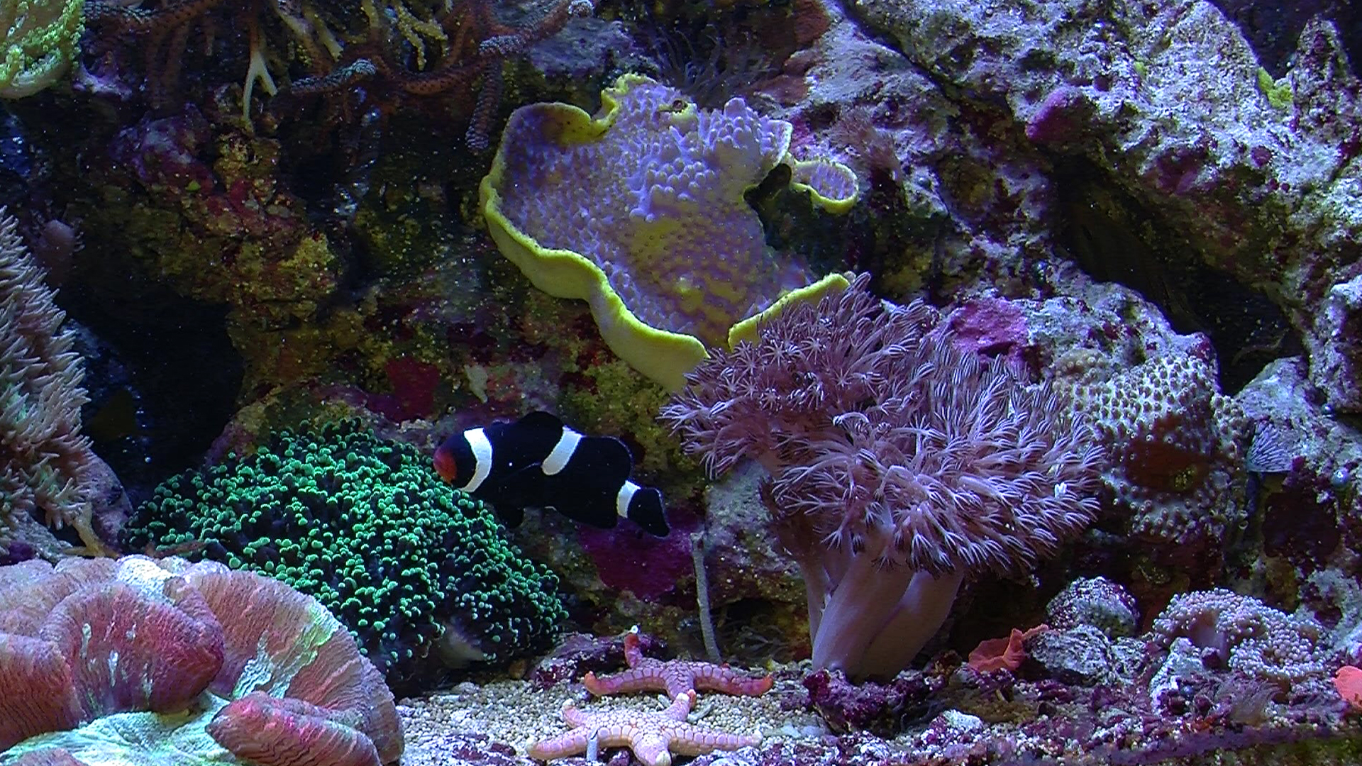 Aquarium For Your Home: Salt Water Reef #5