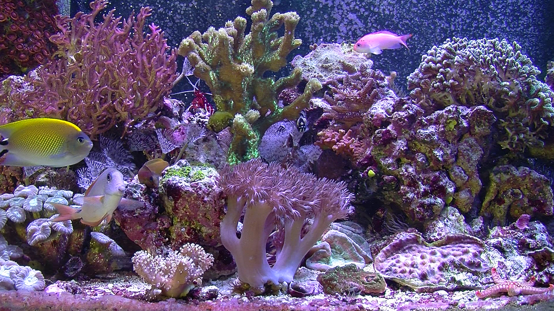 Aquarium For Your Home: Salt Water Reef #3