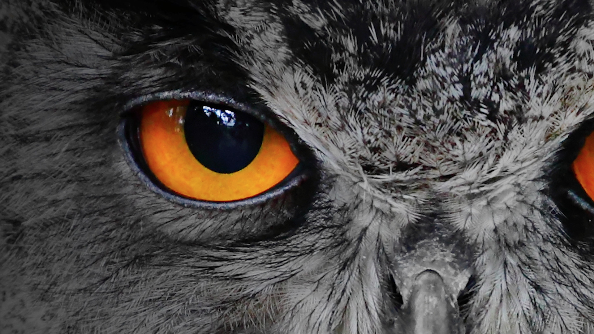 The Mothman of Point Pleasant #3