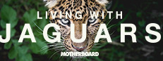 Living with Jaguars 게임 이미지