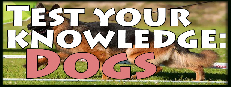 Test your knowledge: Dogs