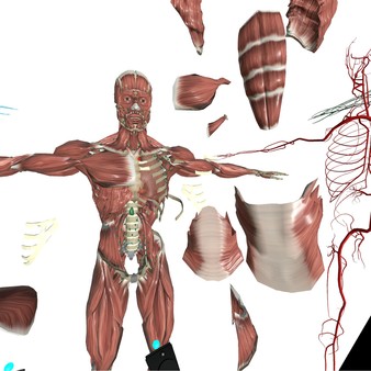 скриншот VR Anatomy 0