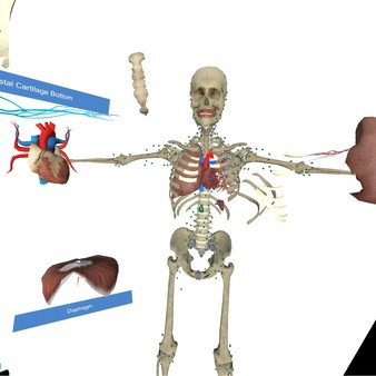 скриншот VR Anatomy 4