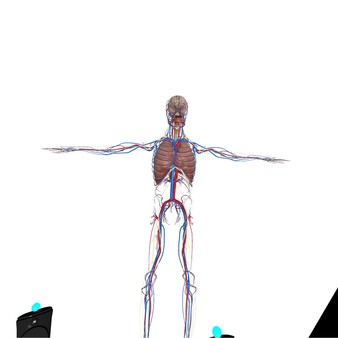 скриншот VR Anatomy 3