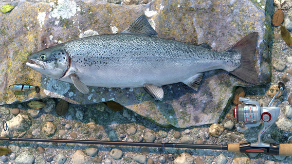 Professional Fishing: Sakura© Ryokan Spinning for steam Professional Fishing: Sakura© Ryokan Spinning for steam