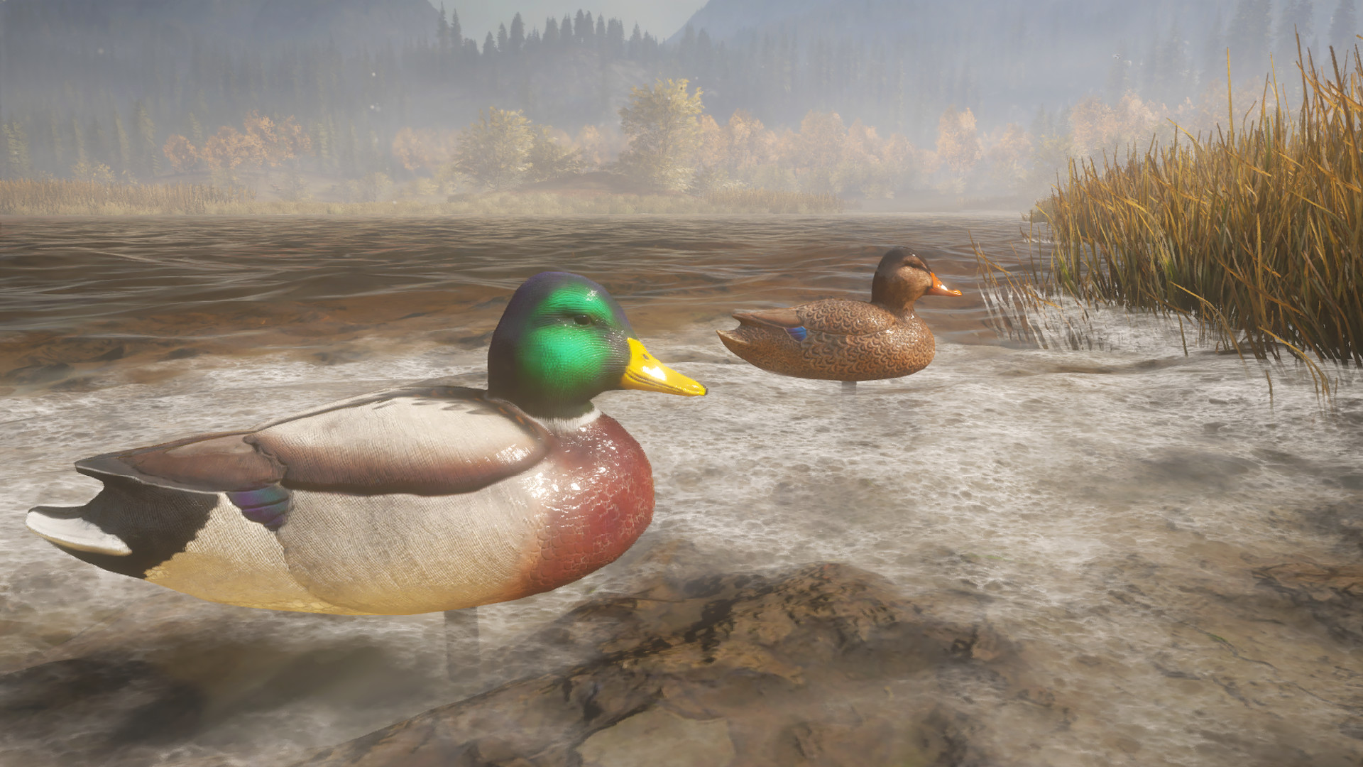 theHunter: Call of the Wild™ - Duck and Cover Pack Resimleri 