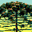 Look For The Araucaria