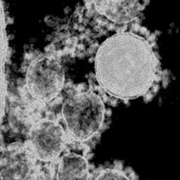 Mental Fortitude achievement