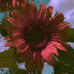 Jenny Darling achievement