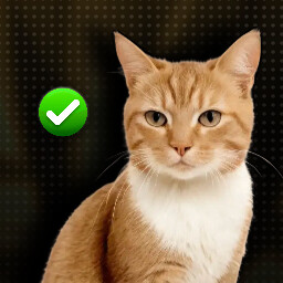 Are you “feline” it? achievement