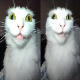 Безумная Кошка achievement