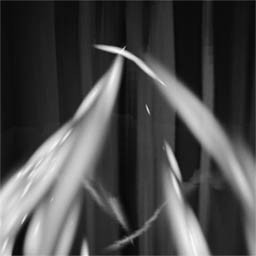 Pacify 아이들의 영혼을 풀어 주세요 가이드