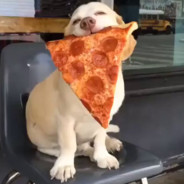 [BA] Dog With Pizza