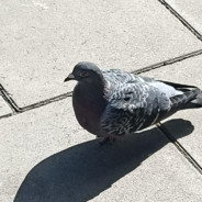 Detective Pigeon