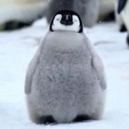 Pinguindie