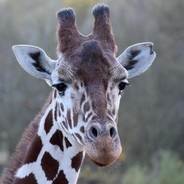 Sceptical Giraffe (RSA)