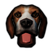 :Beagle: