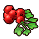 Currant