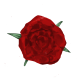 Bloomed