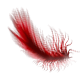 The Feather