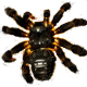 Spider Wars - Defensive}