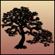 Momiji Tree