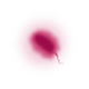 Thermotoga